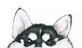 哈士奇 漫画,欢乐逗趣的宠物日常